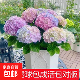 绣球花苗盆栽庭院花八仙花盆栽绣球花大苗无尽夏绣球室卉室外庭院 彩虹【1号】原土发货【当年开花】