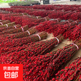 【红色招财银柳】干花真花鲜枝耐寒年宵花水培花卉室内摆放装饰花 60厘米【30支】送灯笼