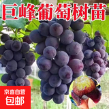 阳光玫瑰巨峰葡萄树苗盆栽包成活果树苗南北方种植葡萄苖当年结果 巨峰葡萄 特惠款2年苗【3棵装】