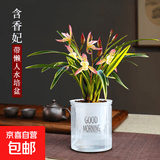 水培金边兰花苗金枝玉叶 室内办公室小盆栽绿植花卉好养四季兰花 金边含香妃4苗连体 送水培盆