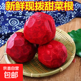 甜菜根新鲜现挖5斤甜菜头紫菜头红甜菜可榨汁农产品红菜头萝卜头 甜菜根5斤大果