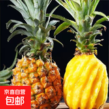 广东湛江徐闻县原产地新鲜菠萝现摘现发  当季生鲜 【1个装】净重1.3斤-1.5斤