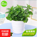 柠檬薄荷盆栽新鲜可食用薄荷叶苗驱蚊草水培好养花卉室内绿植物 原土薄荷+加螺纹盆+肥料一盆装 不含盆