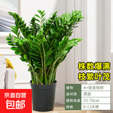 金钱树盆栽客厅大花盆旺宅树办公室内大型好养绿植物乔迁摇钱串子 金钱树【8-12株】55-70cm-原土盆