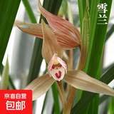当年开花兰花苗春剑都江红素阳台花卉兰花绿植盆栽自然种植 春剑雪兰2苗壮苗裸根 送开花肥