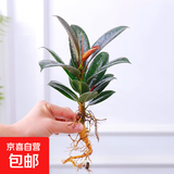 春羽盆栽植物水培如意皇后观叶绿植鸭脚木金钻盆栽竹柏小红掌 黑金刚1株