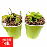 捕蝇草植物食虫草捕蚊虫儿童学习植物盆栽驱虫植物新款套餐食人花 捕蝇草2盆【大苗】种植好发货