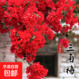 重瓣三角梅苗盆栽地栽花卉老桩室内阳台庭院爬藤植物四季开花 中国红色【花期带花原盆原土发货】