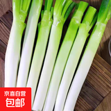 正宗山东大葱铁杆长葱好吃新鲜脆甜香章丘大葱葱头当季蔬菜可生吃 3斤【源头直采包邮】