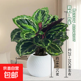 彩虹竹芋盆栽水培孔雀竹芋彩叶绿植物花卉室内夏季天除甲醛好养活 彩虹竹芋（fiower自吸盆）