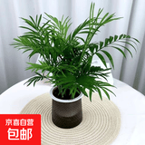 办公室绿植桌面小盆栽水培客厅室内开花好养发财树绿萝办公桌花卉 袖珍椰子+灰透吸水盆 含盆
