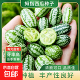 蔬菜种子大全黄瓜菠菜小白菜花卉四季蔬菜简单种植菜园阳台种植 拇指西瓜种子50粒