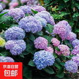 绣球花苗盆栽庭院花八仙花盆栽绣球花大苗无尽夏绣球室卉室外庭院 无尽夏【4号】原土发货【当年开花】
