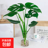 开背龟背竹水培室内客厅绿植盆栽四季好养办公室桌面水养植物花卉 精品龟背竹+透明圆柱25cm瓶+卡片 整体（高50-60cm）（带吊卡）