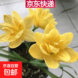 风雨兰种球四季开花重瓣风雨兰葱兰韭兰耐热耐寒庭院阳台盆栽花卉 14号国王 2个球