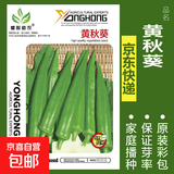 蔬菜种子四季播盆栽阳台庭院香菜生菜菠菜萝卜葱简单易种籽孑大全 黄秋葵约50粒