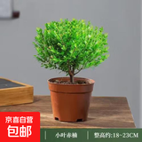正宗小叶赤楠盆景植物金丝楠木盆栽办公室桌面绿植小盆栽四季好养 精品小叶赤楠+原生盆1盆