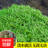 青苔藓鲜活苔藓微景观植物盆景盆栽水陆缸假山草造景材料苔藓 大灰苔藓（11*8）厘米一盒