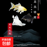 黄金龙凤锦鲤白金乌金锦鲤大型观赏鱼好养耐活淡水金鱼活鱼草金鱼 【10-12cm龙凤系列】 黑+白+黄