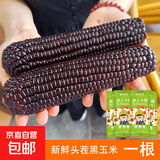 山西精品黑糯玉米 真空包装 当季头茬黑玉米黑珍珠甜糯玉米粘玉米 黑糯玉米真空包装1根