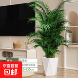 大型植物发财树各种大颗盆栽开业乔迁客厅办公室内好养大型绿植 散尾葵1.1-1.3米（不含盆）