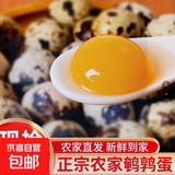 京喜加  新鲜农家鹌鹑蛋当天现捡现发新鲜食用宝宝孕妇营养辅食整箱2 鲜鹌鹑蛋100枚
