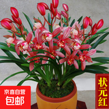 兰花苗盆栽墨兰建兰惠兰四季开花好养浓香型客厅室内观赏花卉绿植 18【状元红】 爆盆10苗连体【送肥】当年开花满枝