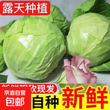 山东新鲜甘蓝包菜卷心菜圆白菜新鲜嫩绿莲花白现摘现发早餐减脂 新鲜包菜 1.5-2斤 人工挑拣