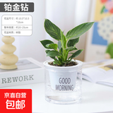 铂金钻水培绿植室内客厅植物除甲醛水养吸甲醛净化空气懒人盆栽 110#钻石翡翠（带早安水培盆）+肥料