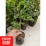 树葡萄苗果树嘉宝果苗正宗沙巴加宝果南北方四季庭院名贵种植盆栽 沙巴50-60cm高/带叶带土发货 111cm(含)-140cm(含)