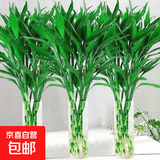 【富贵竹】广州发货水培植物好养懒人节节高供佛办公室内礼物七夕 富贵竹80cm5支