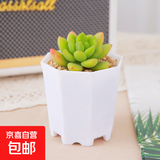 多肉植物多肉精选随机办公室室内阳台精品高端红宝石桃蛋红色系列 香格里拉+八角盆塑料+土铺面石