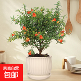 石榴花盆栽果树苗带果观赏可食用室内阳台四季开绿植盆景花卉旺宅 白色竖纹陶瓷+石榴花30-40cm高 含盆