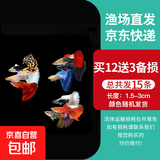 孔雀鱼天使鱼 纯种观赏鱼淡水好养热带小型观赏鱼 孔雀鱼12条送备损3条【发15条】