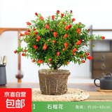 石榴花盆栽观赏石榴树老桩带果室内客厅绿植四季好养易活植物花卉 5年精选大苗