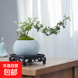 【禅意】悬崖金边六月雪带陶瓷盆小盆景植物办公室内绿植盆栽盆景 悬崖六月雪+冰裂盆+方底座+苔藓