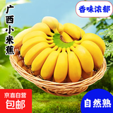 网红小米蕉 自然熟 软糯香甜水果 6号色食用最佳 原生态网红小米焦 5斤