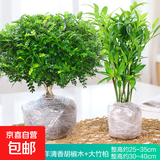 正宗清香胡椒木盆栽花卉室内外驱蚊草植物树苗老桩盆景九里香绿植 【驱蚊组合】6年胡椒木+竹柏-2盆/不含盆