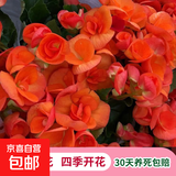 丽格海棠重瓣大花盆栽红玫瑰室内客厅阳台四季开净化空气好养花卉 【四季开花】橙色 丽格海棠带花苞 不含盆