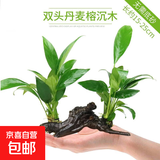 【京东物流】水草套餐 好养耐活真水草植物绿菊大叶绿九冠鱼缸 丹麦榕沉木双头