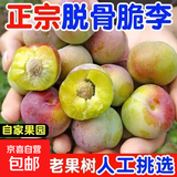 正宗四川脆甜脱骨李子应季新鲜水果青脆酸甜脱骨李冰糖李青红脆李 5斤