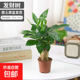 发财树盆栽室内植物客厅吸甲醛好养小盆景四季常青办公室花卉绿植 单杆发财树一颗
