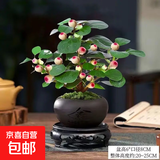 小盼菩提带果菩提树室内禅意盆景办公室茶桌办公桌面室内造型盆栽 菩提树【5-8个果】舍得陶瓷盆+肥料