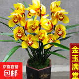 兰花苗盆栽墨兰建兰惠兰四季开花好养浓香型客厅室内观赏花卉绿植 8【金玉满堂】 5苗连体【送肥】当年开花多多