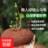 山乌龟植物金不换盆栽红藤血藤水培盆景爬藤室内桌面多肉绿植花卉 直径8-10厘米1个红藤山乌龟+赠品
