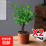 小叶紫檀盆景老桩绿植中式盆栽室内办公桌面茶几花卉摆件好养易活 3年老桩小叶紫檀2盆【25-30厘米】+原盆土+肥