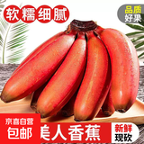 红美人香蕉皮薄肉厚更香更甜泰韵新鲜水果云南现摘现发 云南新鲜现摘红皮香蕉两斤