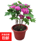 牡丹花树苗洛阳正宗对版重瓣牡丹花苗盆栽花卉绿植当年开花 中国红3-5分支【当年开花】
