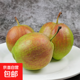 京喜加正宗河北香梨特级新鲜水果梨子当季脆甜多汁远达新1 带箱4斤单果120+