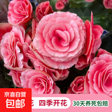 丽格海棠重瓣大花盆栽红玫瑰室内客厅阳台四季开净化空气好养花卉 【开花爆盆】公主 丽格海棠带花苞 不含盆